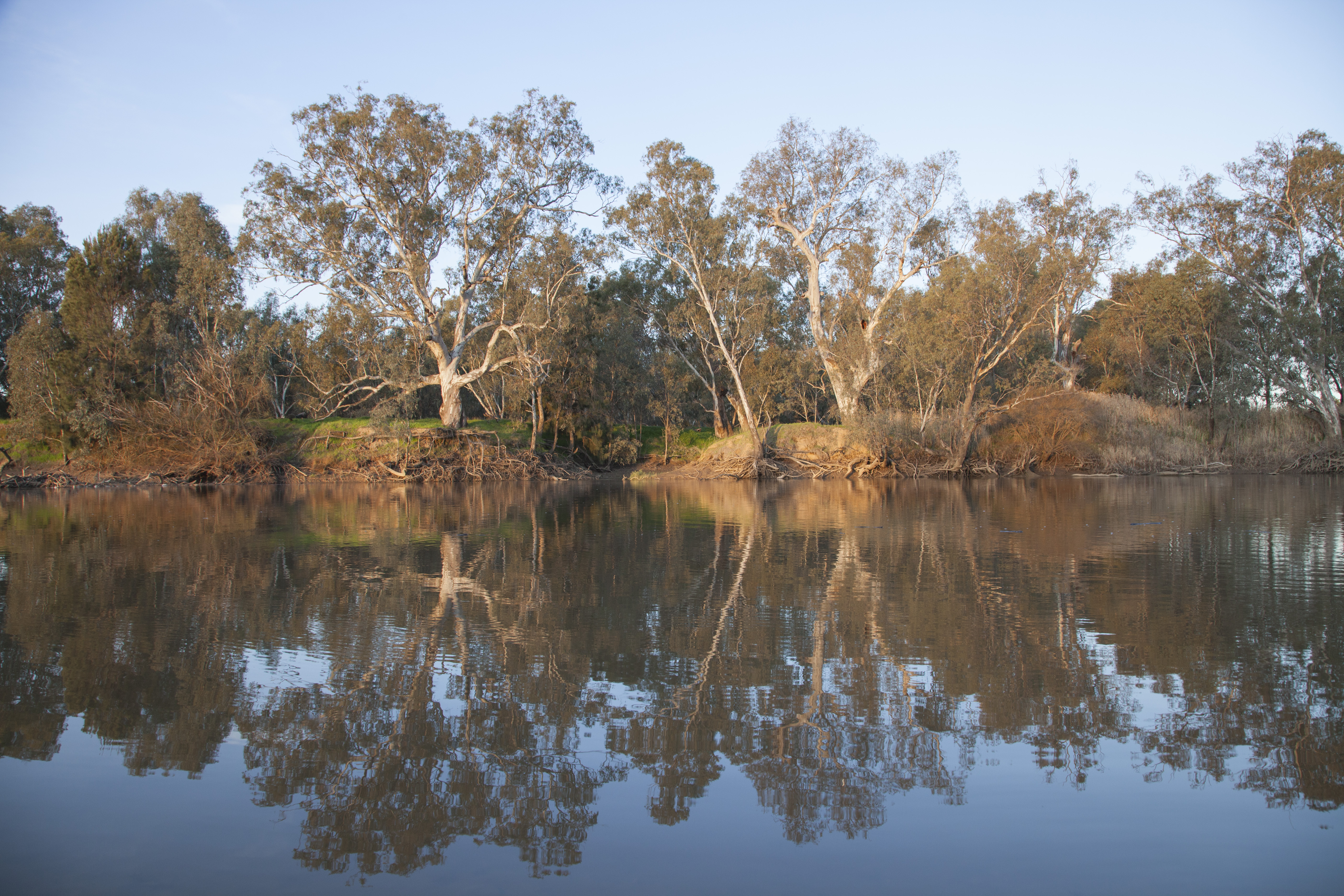 A photo of the River Murray, with orange and brown trees reflected in the blue water